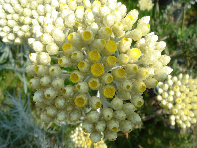 Helichrysum orientale 11